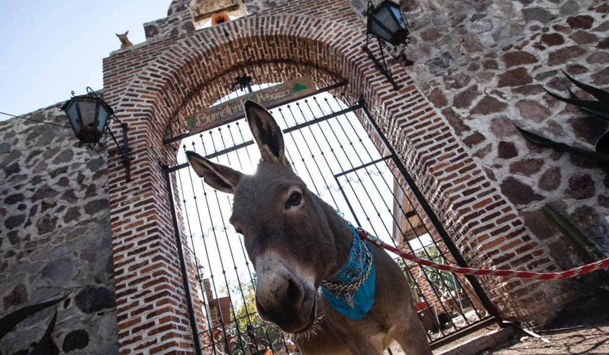 Burrolandia: una razón más para visitar Otumba, ¡ven y convive con a estos adorables animalitos!e