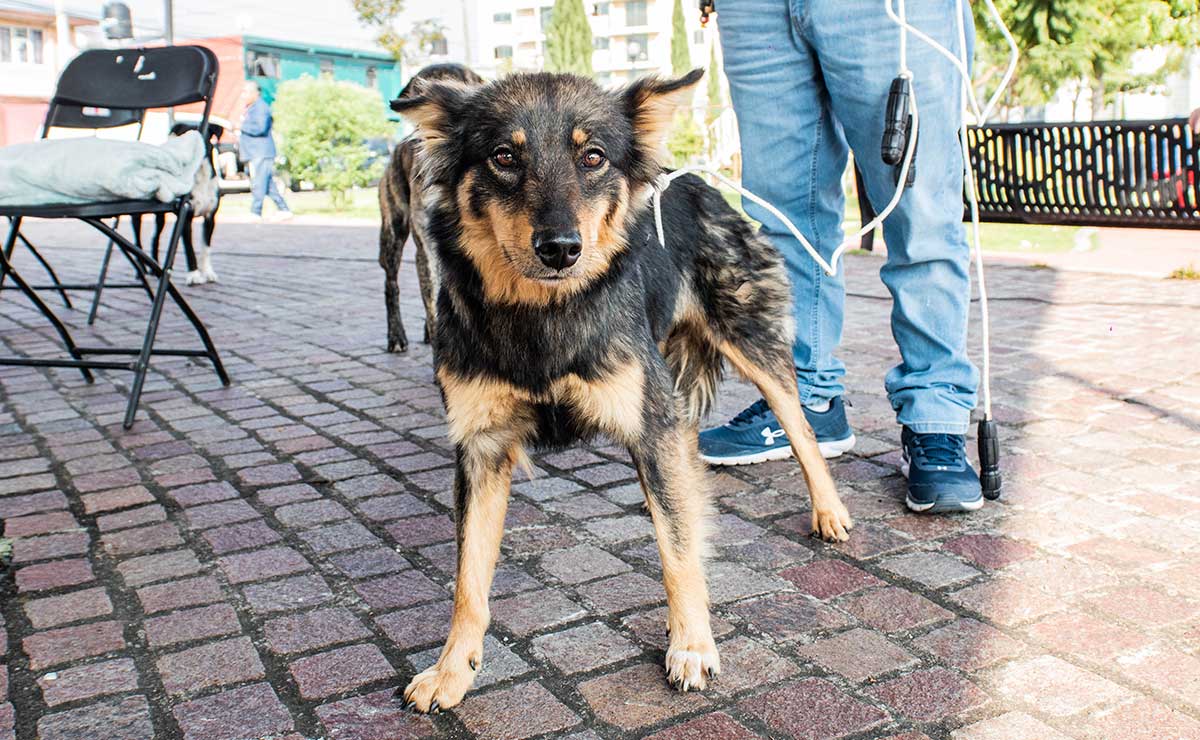 ¡Esteriliza a tu perro o gato en Metepec! Aquí­ los detalles