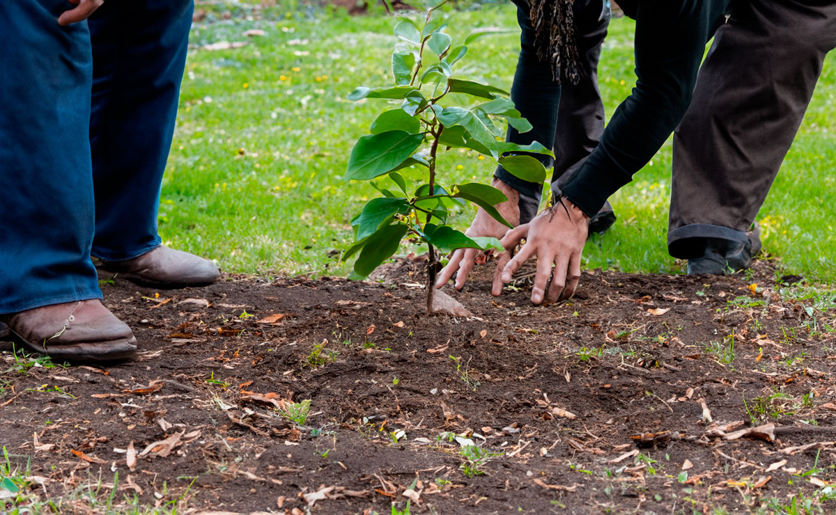¡Habrá campaña de reforestación en Toluca! Mira los detalles