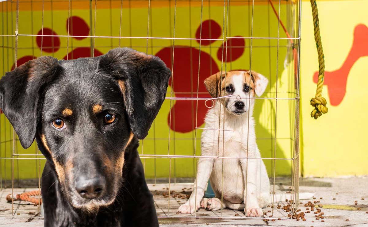 Guarderí­as para que cuiden a tu perro estas vacaciones decembrinas en Toluca