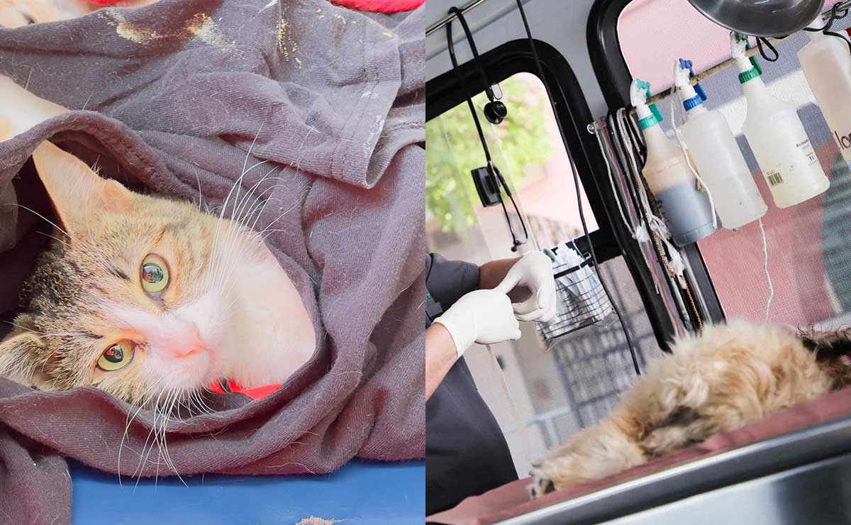 Lleva a tu mascota a esta campaña de esterilización en Jiquipilcoe