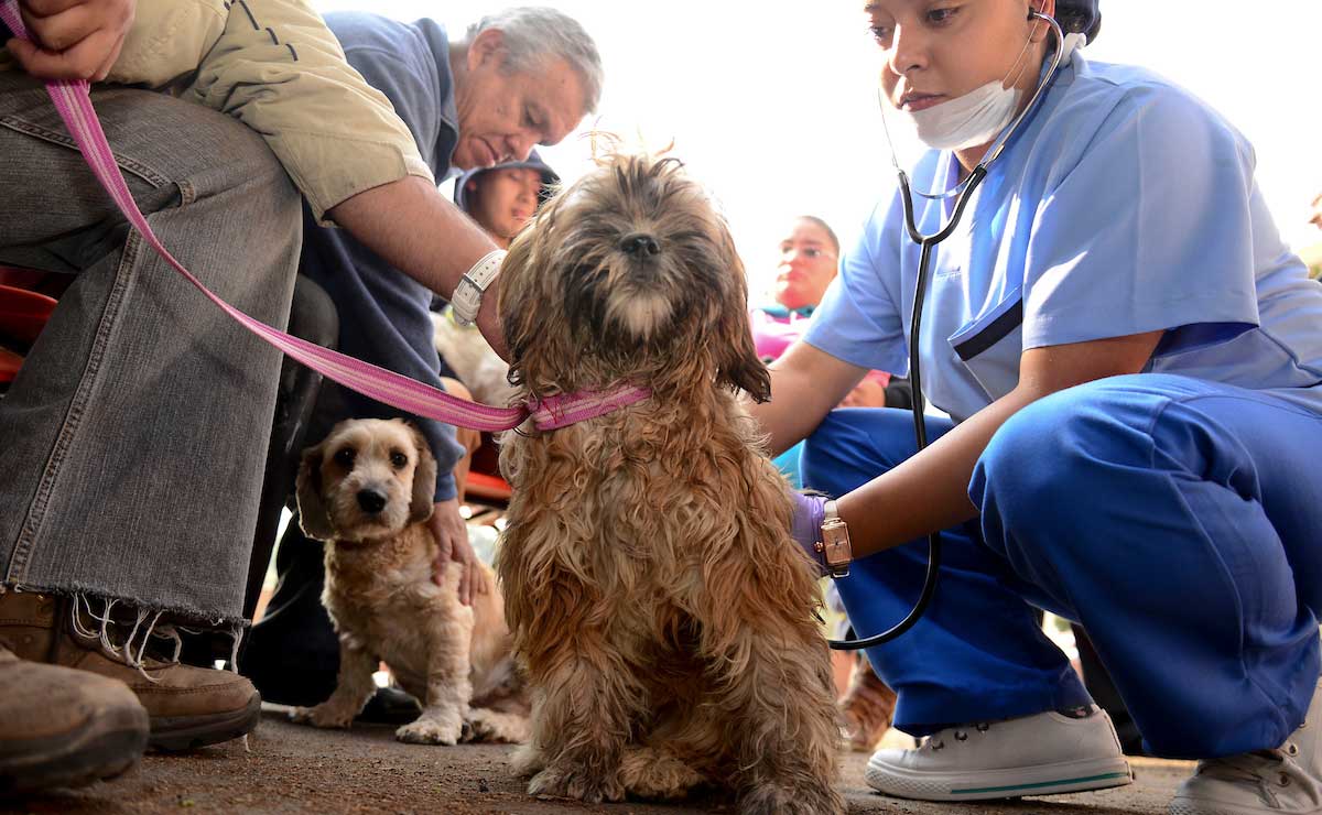 Cuida de tus mascotas y únete a la Campaña de Esterilización en Metepece