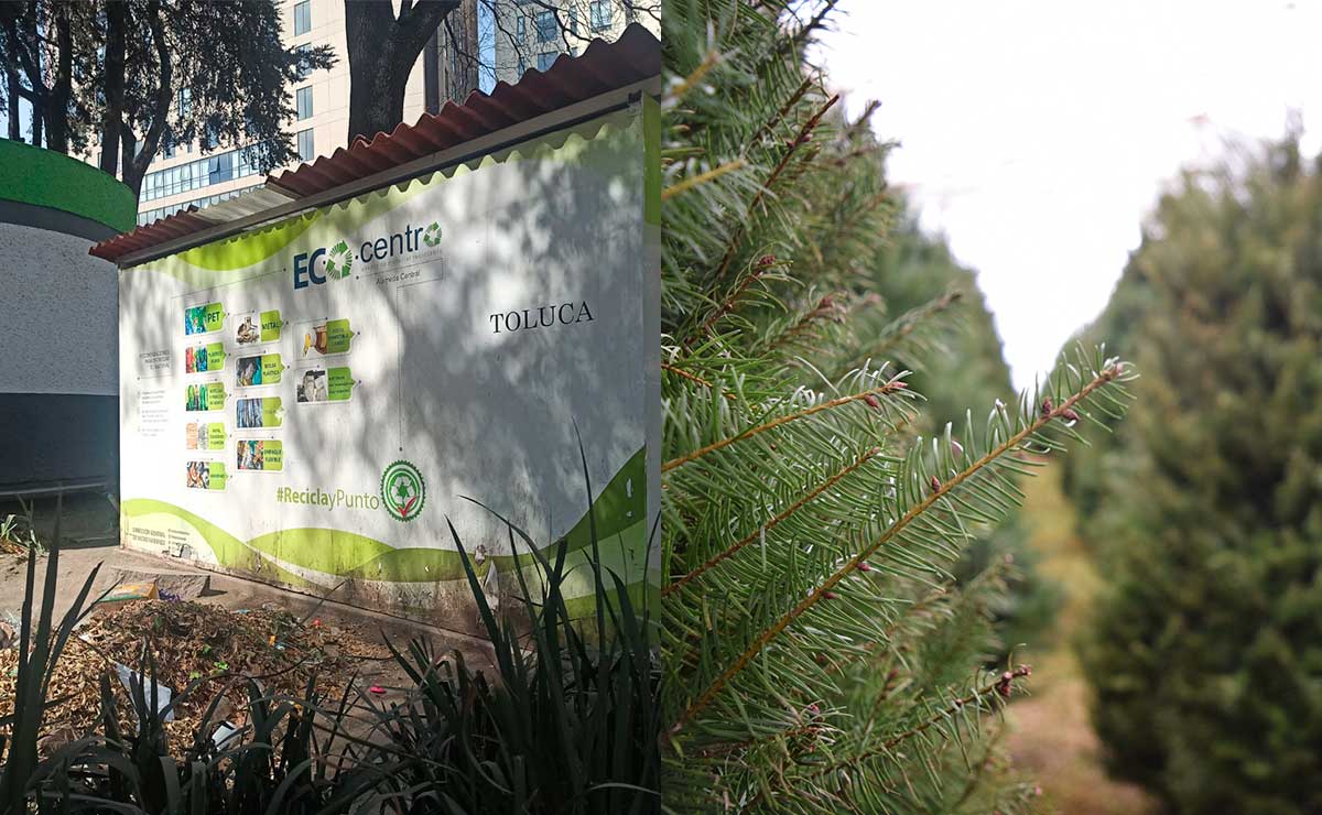 ¡Adiós arbolito! Recicla tu árbol de Navidad en estos puntos de Toluca