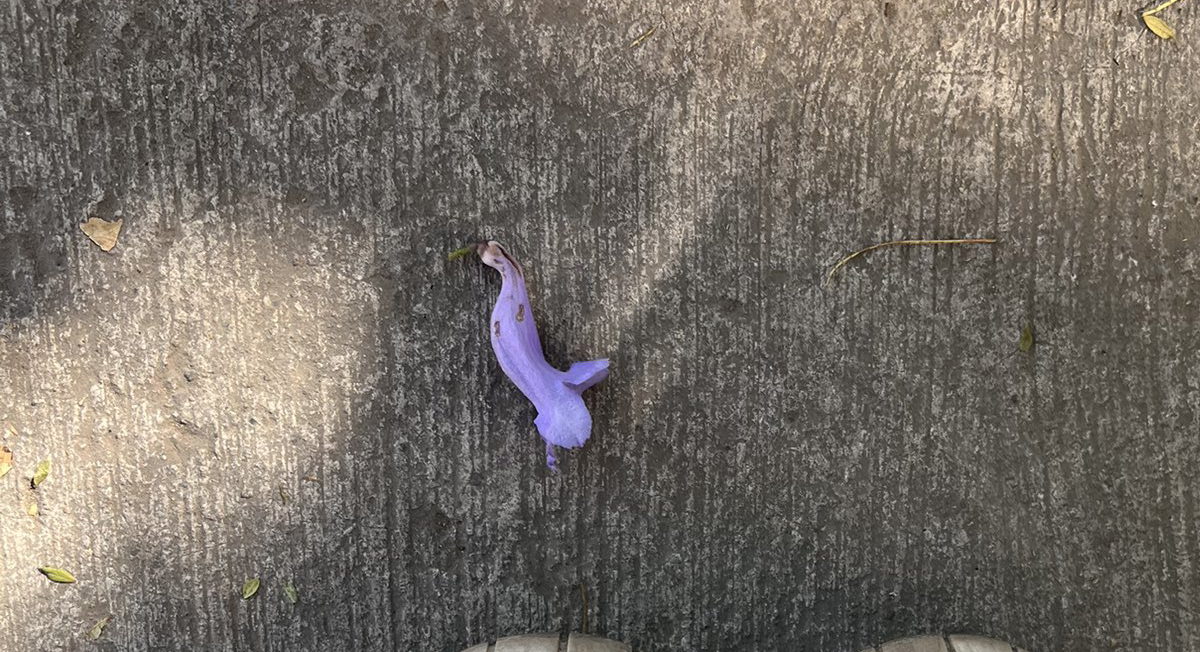 ¿Por qué no deberí­an estar floreciendo las jacarandas en enero?