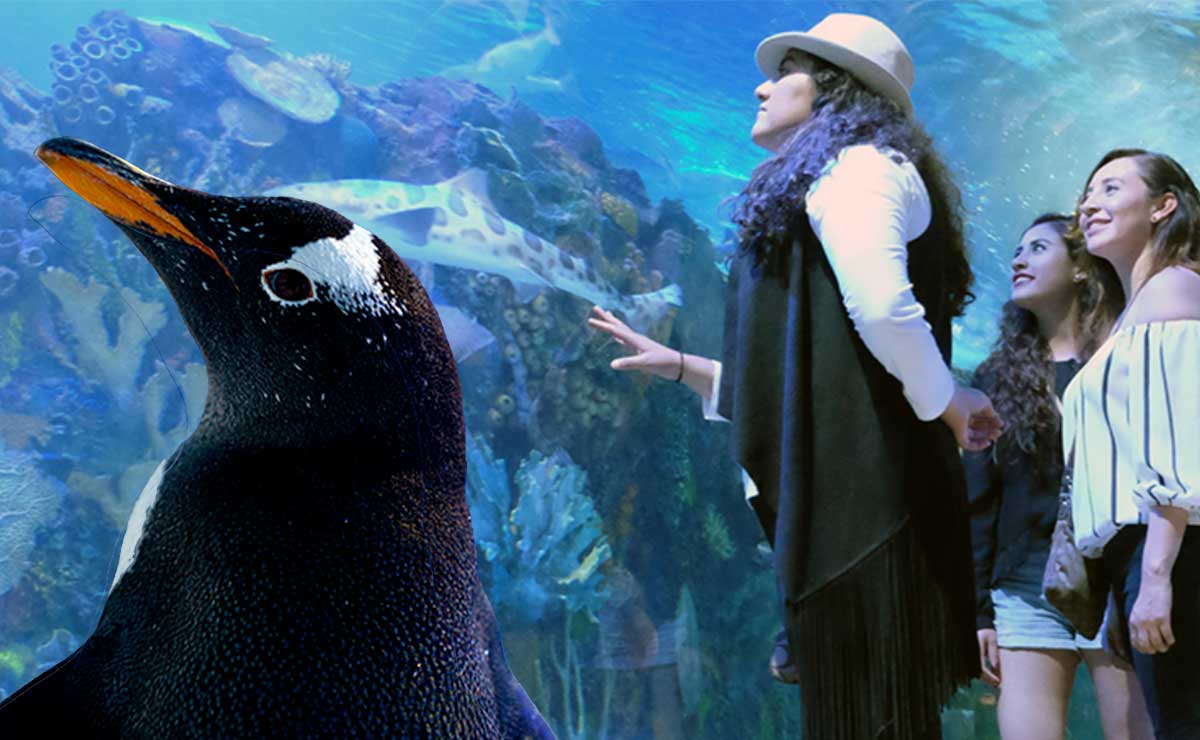 Visita el Acuario Inbursa con tu pareja aprovechando este precio especial