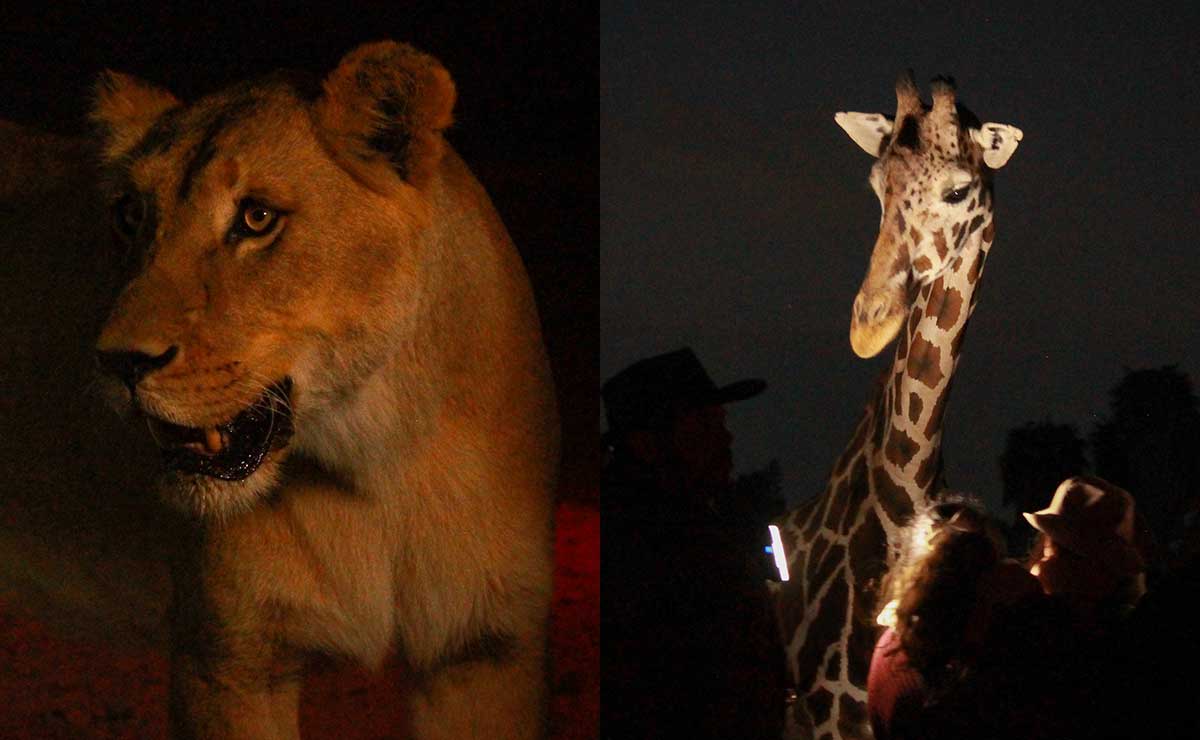 ¡Visita el Africam Safari de noche! Está a menos de 4 horas de Toluca