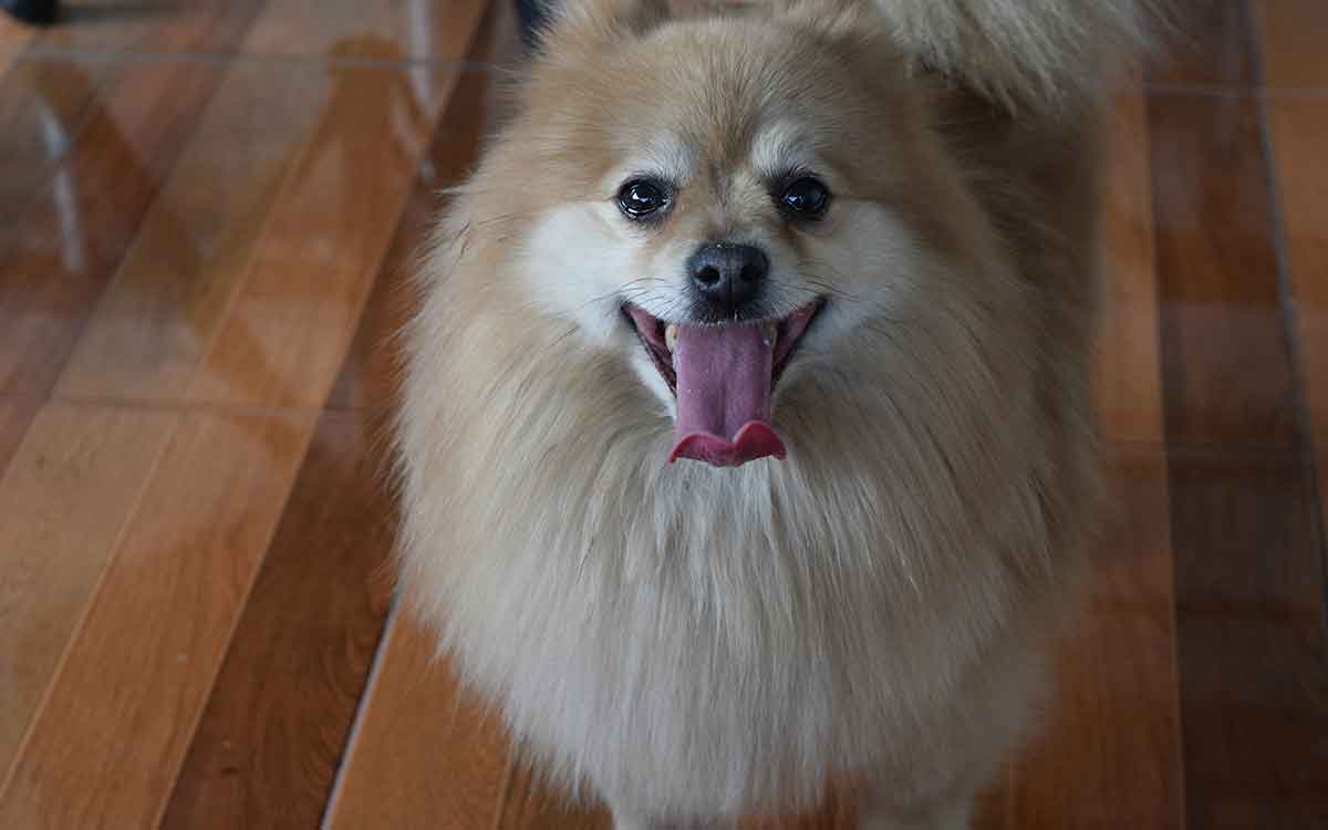 5 albergues para peluditos en Toluca