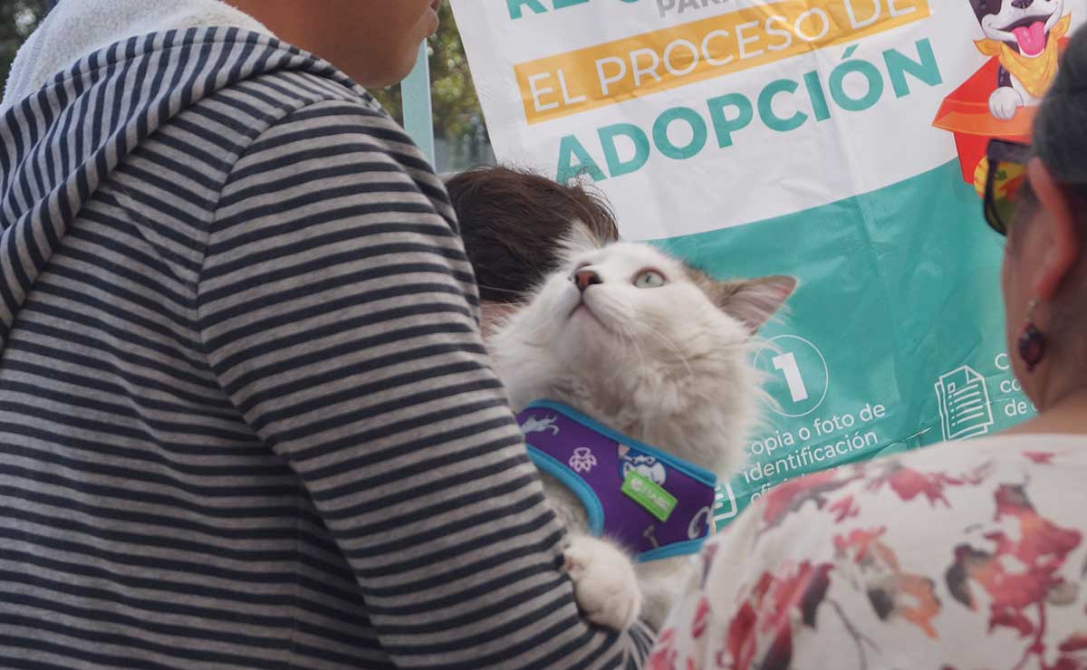 Adopta a una mascota en el Centro de Control y Bienestar Animal de Toluca