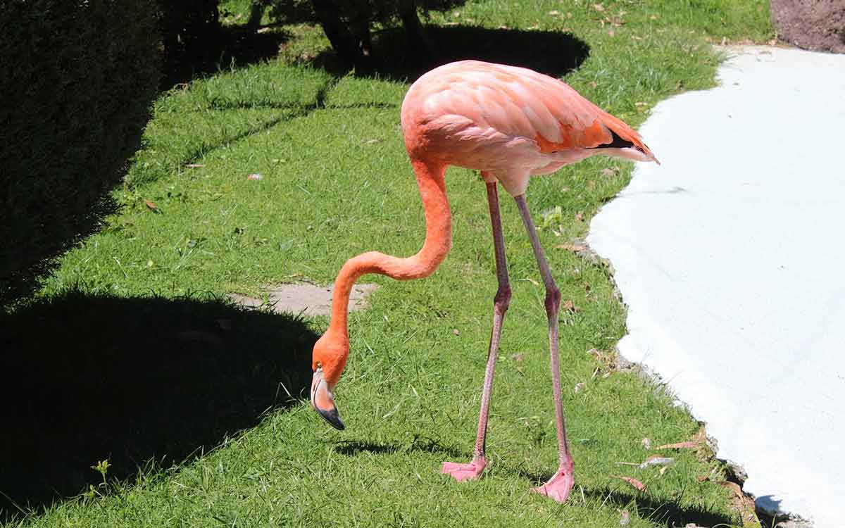 Conoce los zoológicos y acuarios cerca de Toluca